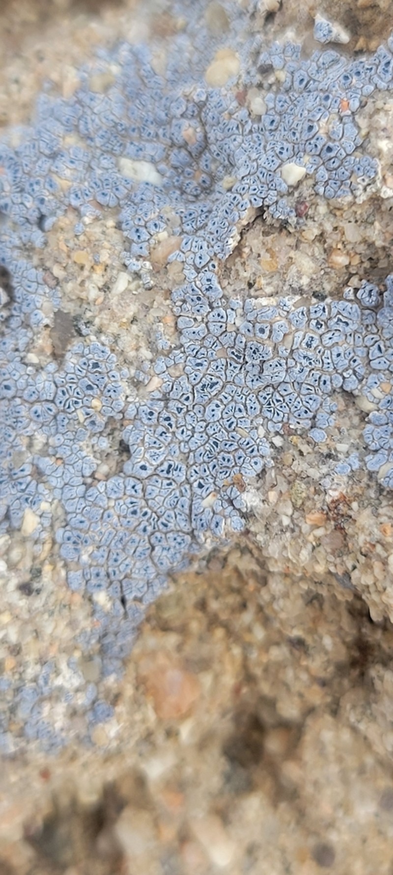 Darkmargin Cracked Lichen photo 3