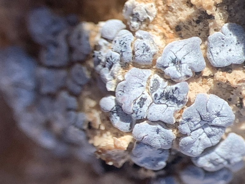 Darkmargin Cracked Lichen photo 4