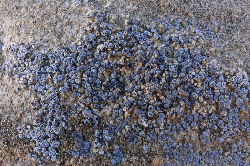 Darkmargin Cracked Lichen photo 8