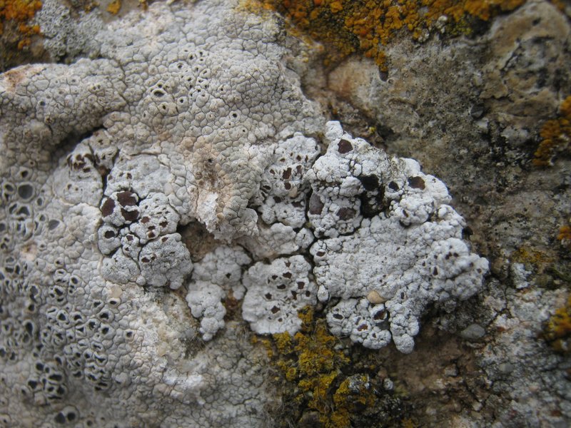 Nodule Cracked Lichen