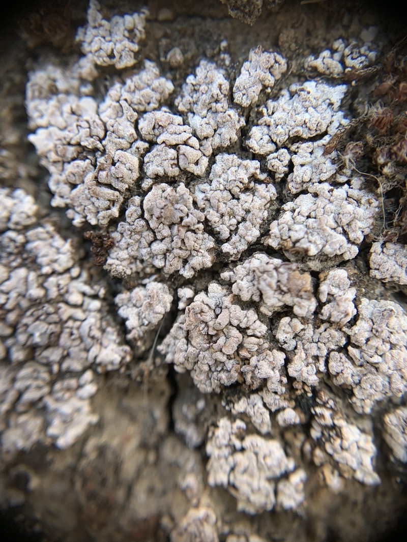 Nodule Cracked Lichen