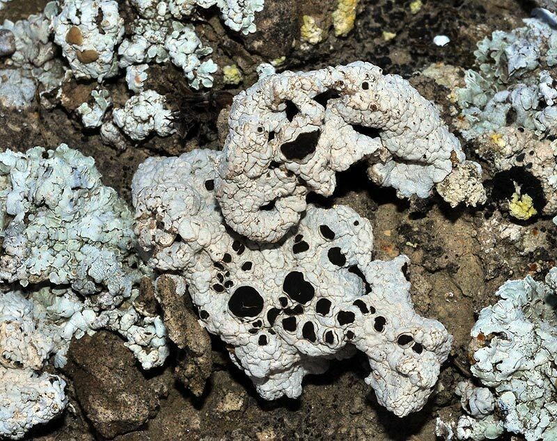 Nodule Cracked Lichen photo 7