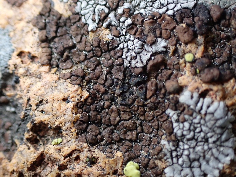 Cracked Lichen photo 2