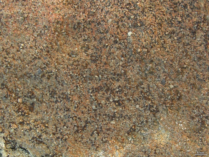 Cracked Lichen photo 5