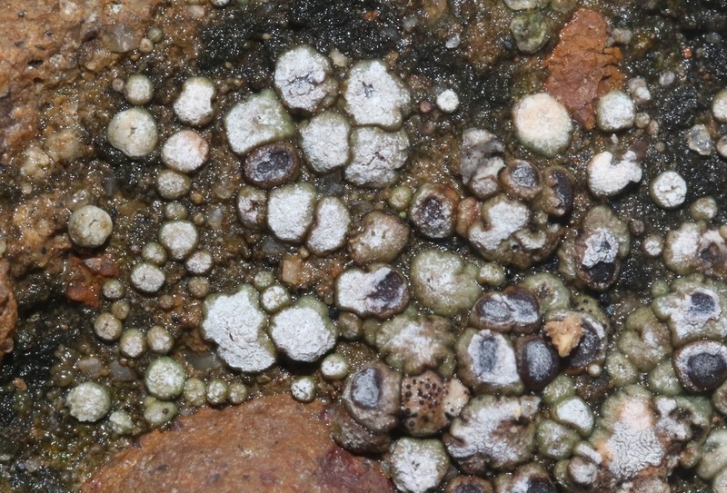 Cracked Lichen photo 8