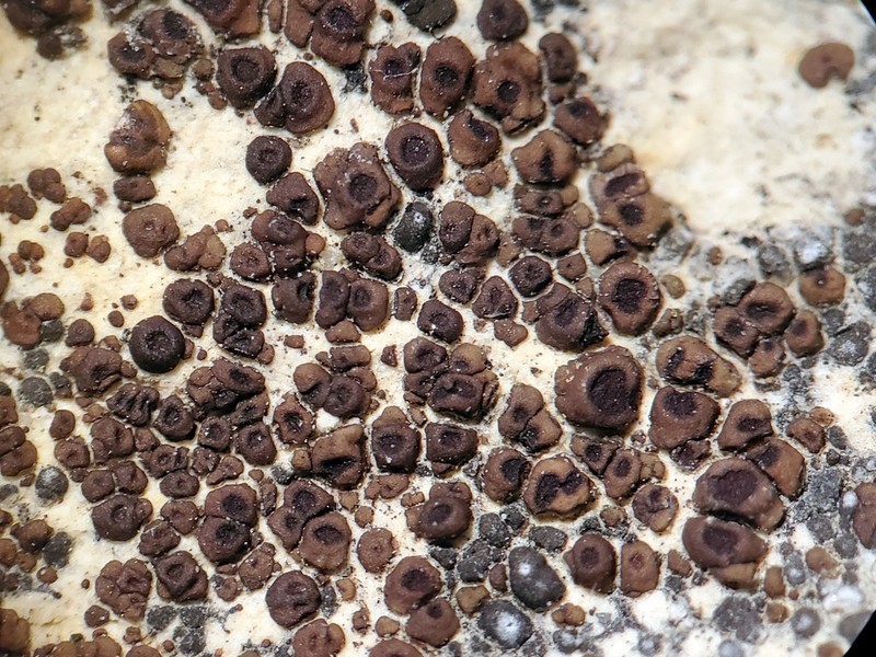 Cracked Lichen photo 2