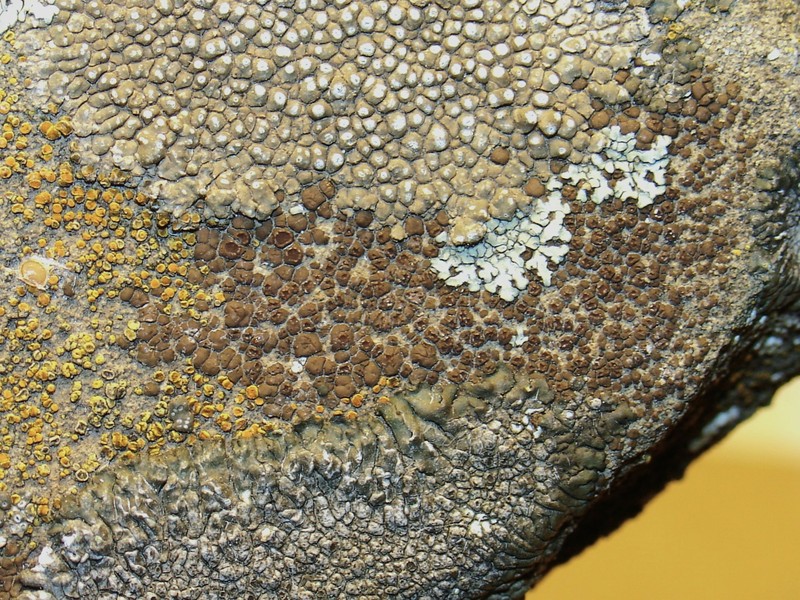 Cracked Lichen photo 3