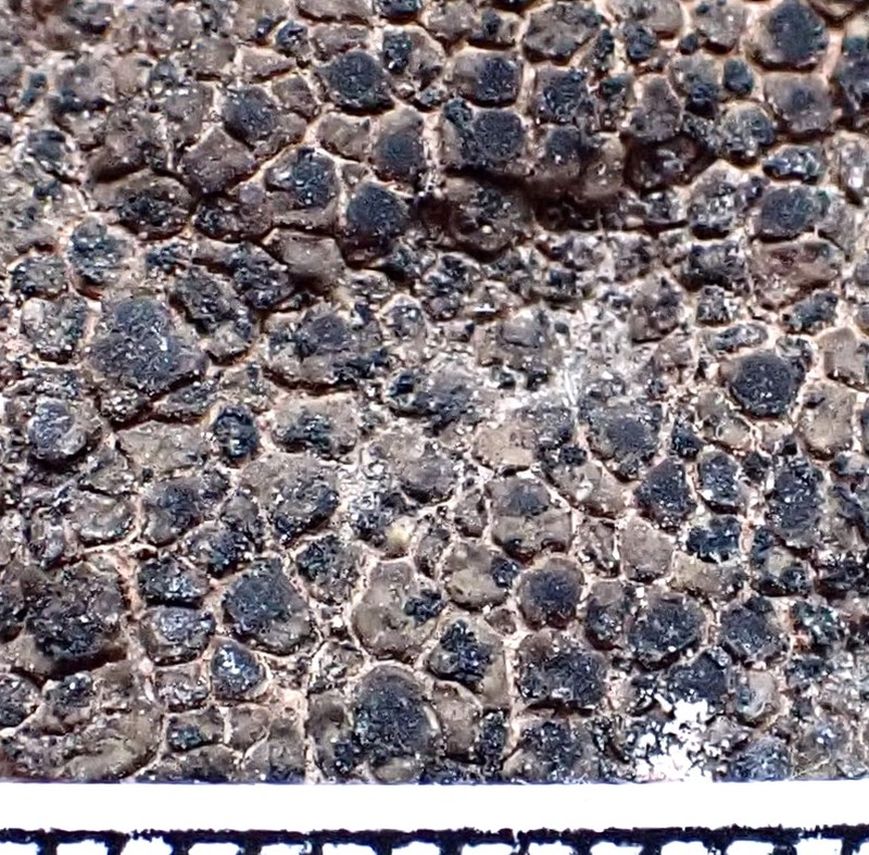Cracked Lichen photo 5