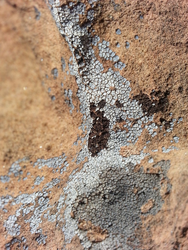 Cracked Lichen photo 7