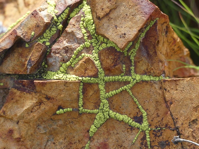 Cracked Lichen