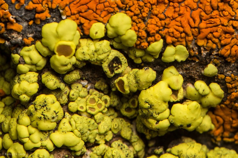 Cracked Lichen photo 2