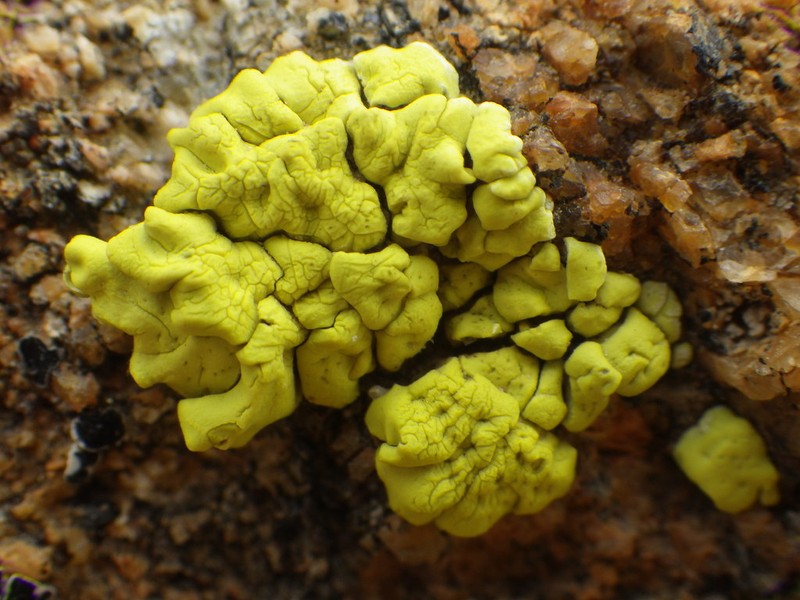 Cracked Lichen photo 3