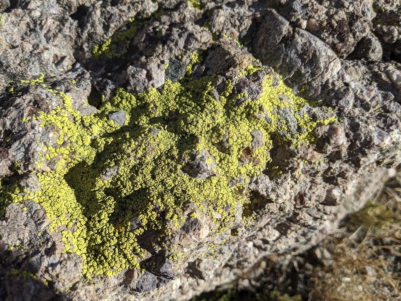 Cracked Lichen photo 6