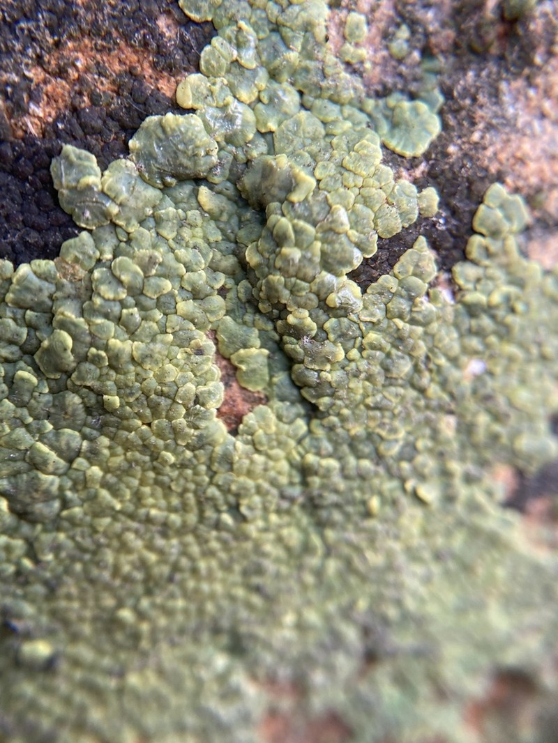 Cracked Lichen photo 7
