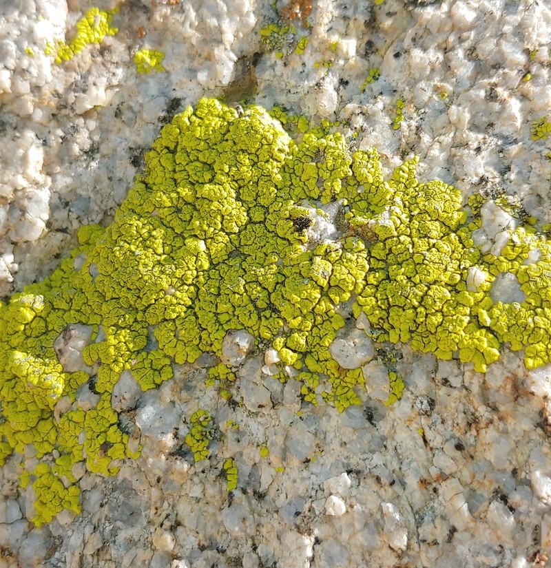 Cracked Lichen photo 8