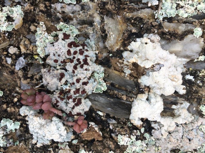 Acarospora reagens photo 2