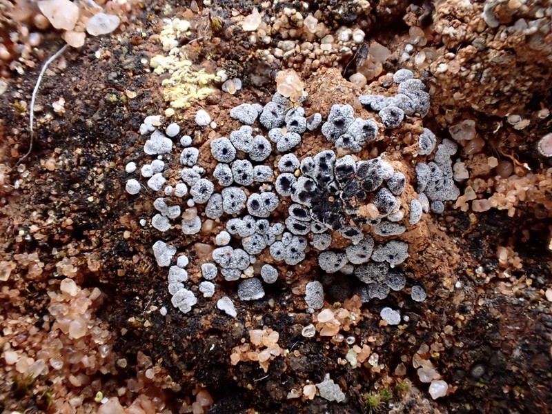 Acarospora reagens photo 4