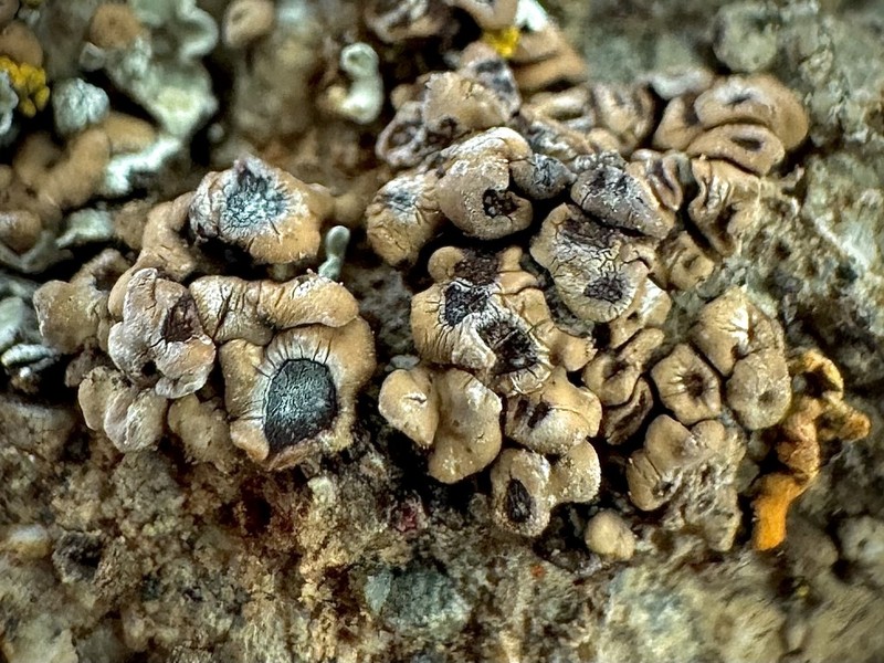 Cracked Lichen photo 2
