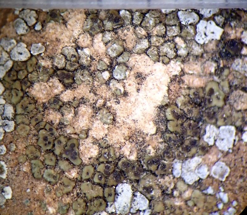 Cracked Lichen
