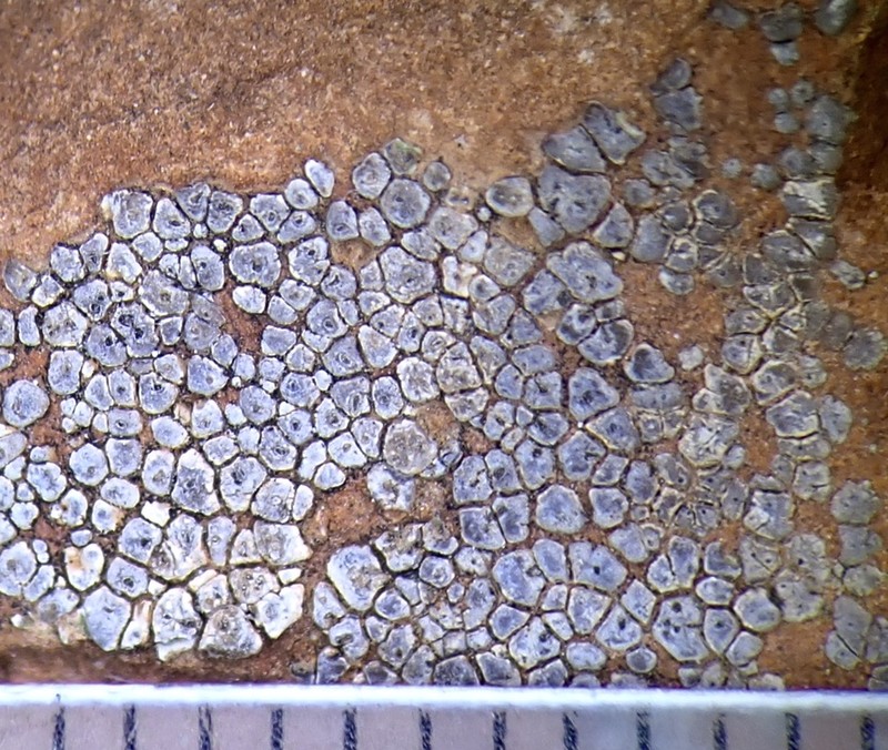 Cracked Lichen photo 3