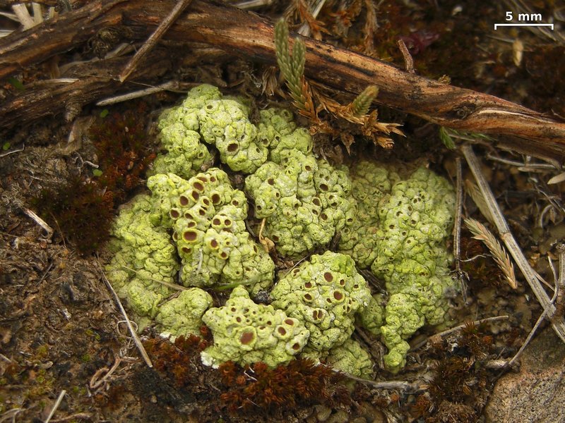 Schleicher's Cracked Lichen
