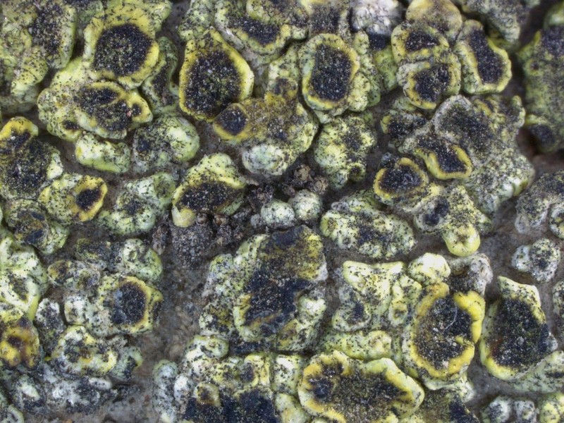 Schleicher's Cracked Lichen photo 2