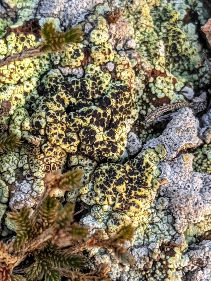 Schleicher's Cracked Lichen photo 3