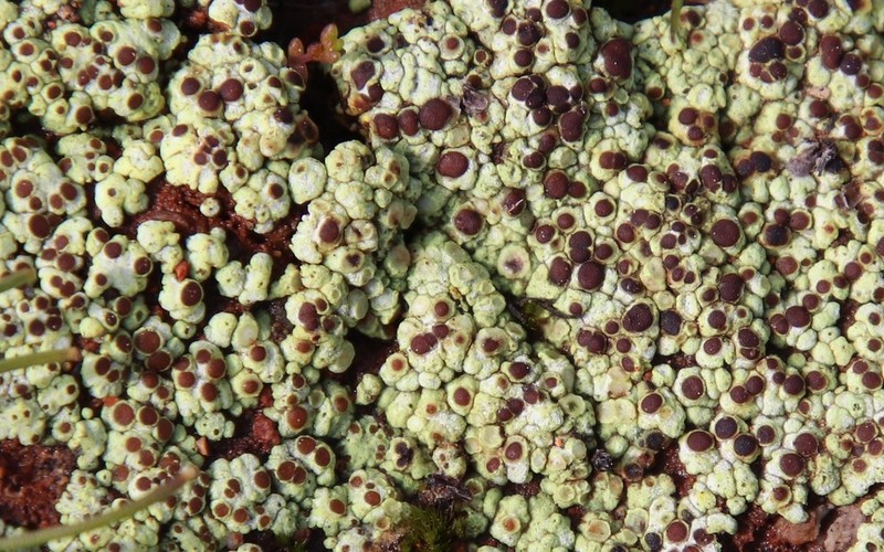 Schleicher's Cracked Lichen photo 4