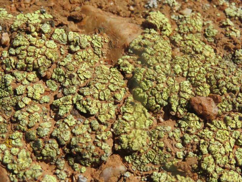 Schleicher's Cracked Lichen photo 5