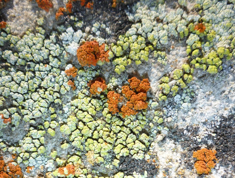 Schleicher's Cracked Lichen photo 6