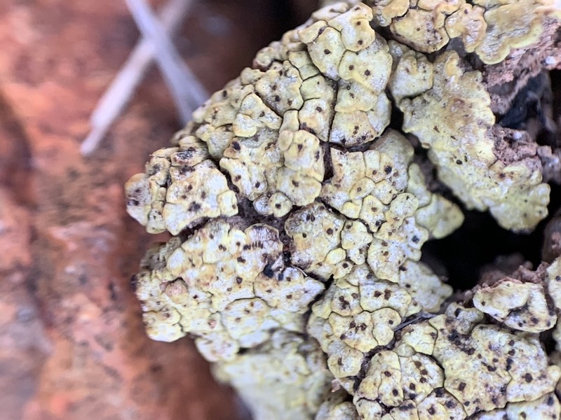 Schleicher's Cracked Lichen photo 7