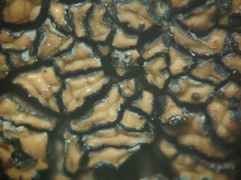 Cracked Lichen