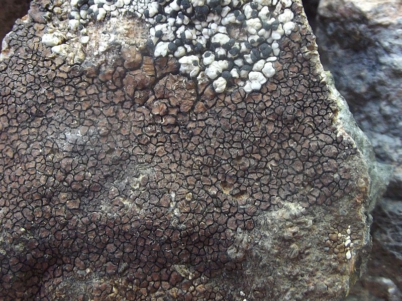 Cracked Lichen photo 3