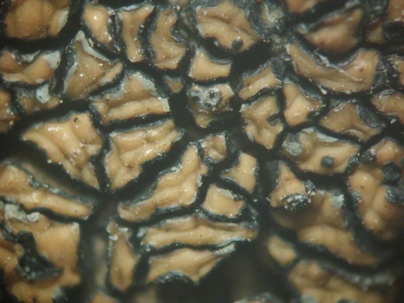 Cracked Lichen photo 4
