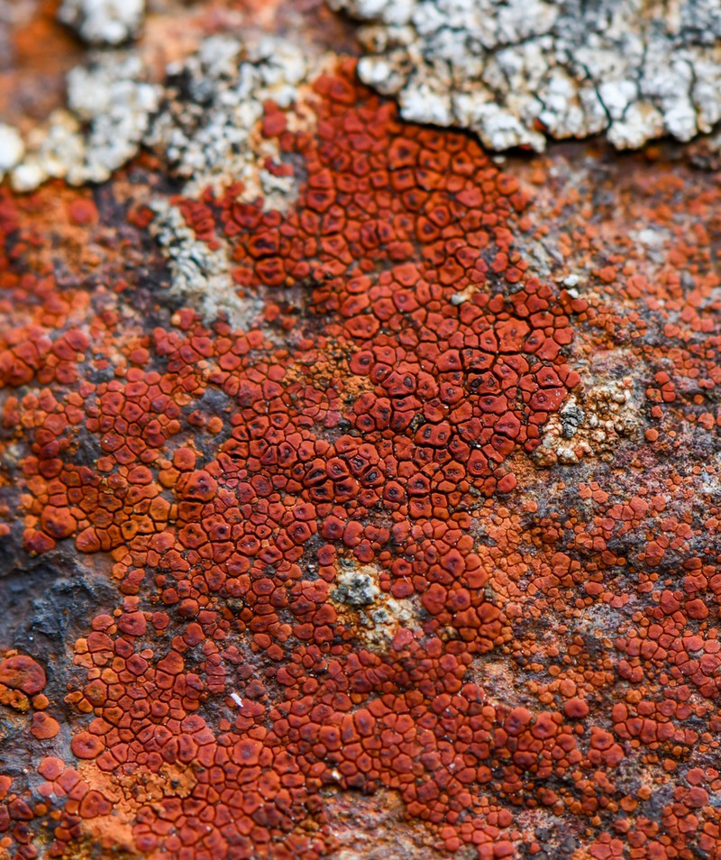 Cracked Lichen