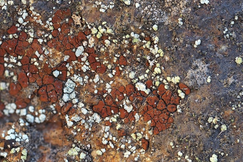Cracked Lichen photo 2