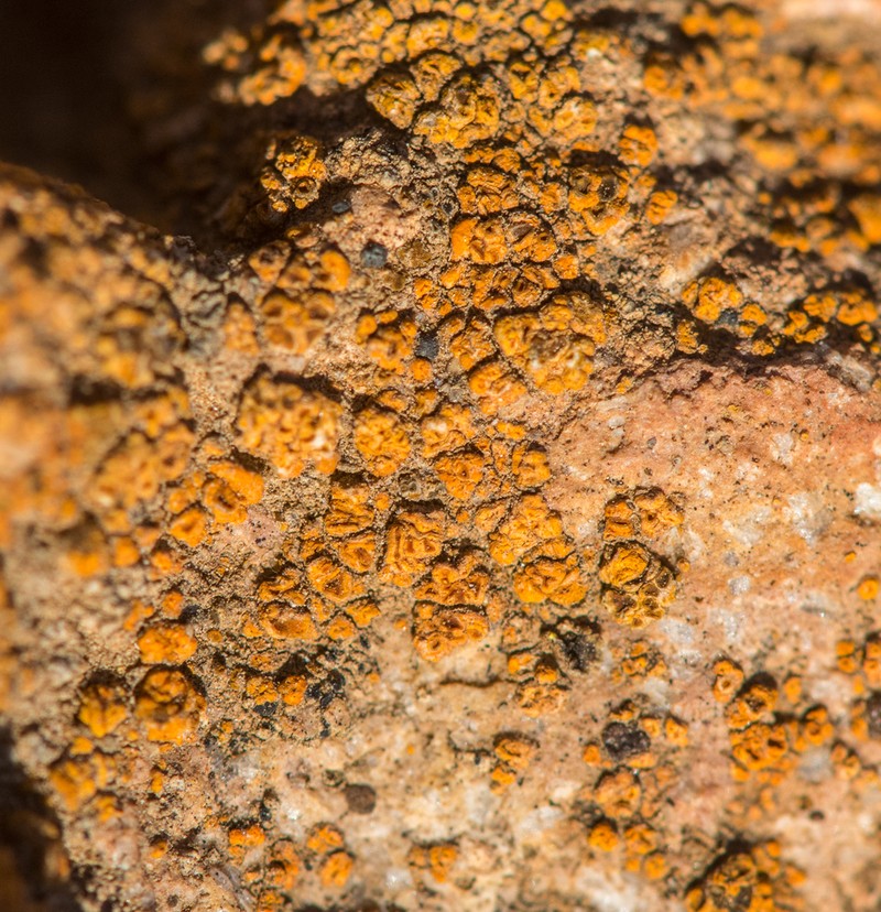 Cracked Lichen photo 3