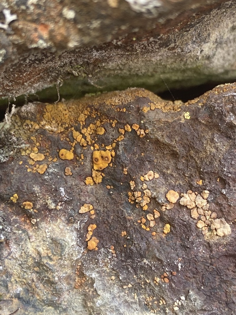 Cracked Lichen photo 4
