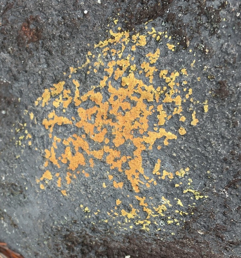 Cracked Lichen photo 5