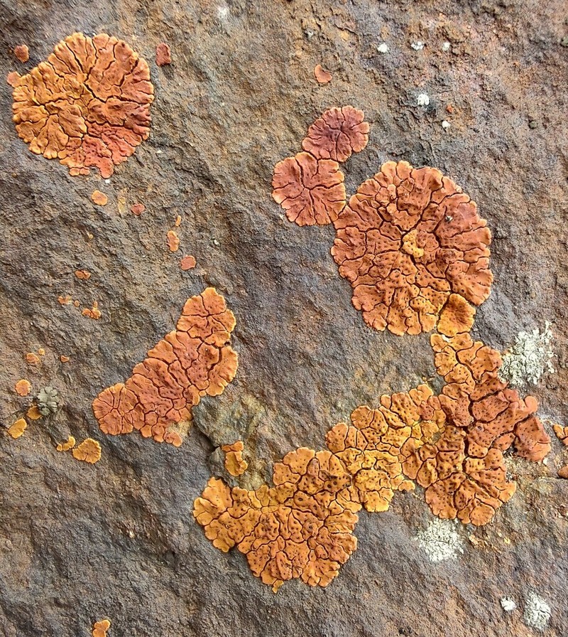 Cracked Lichen photo 6
