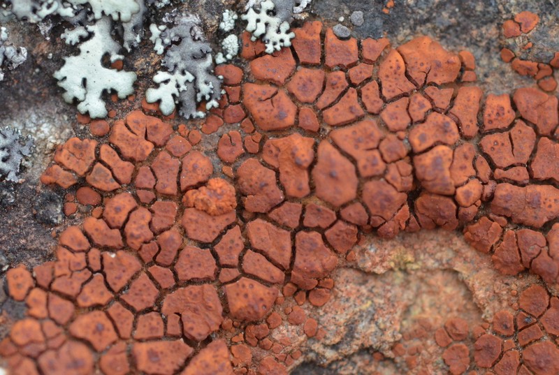 Cracked Lichen photo 7