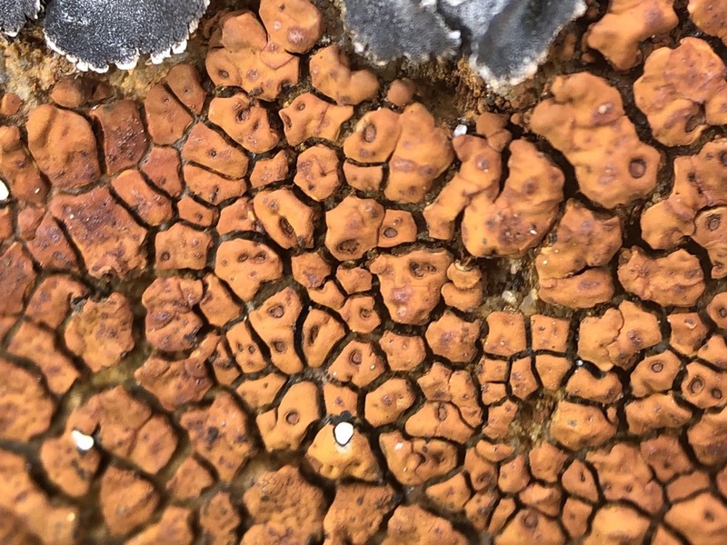 Cracked Lichen photo 8