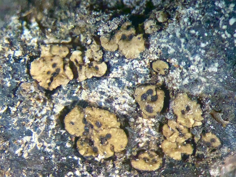 Cracked Lichen