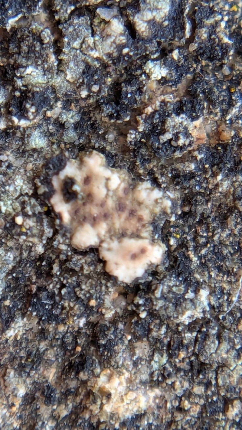 Cracked Lichen photo 5