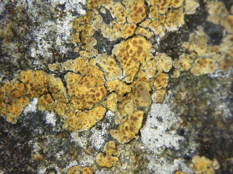 Cracked Lichen photo 6