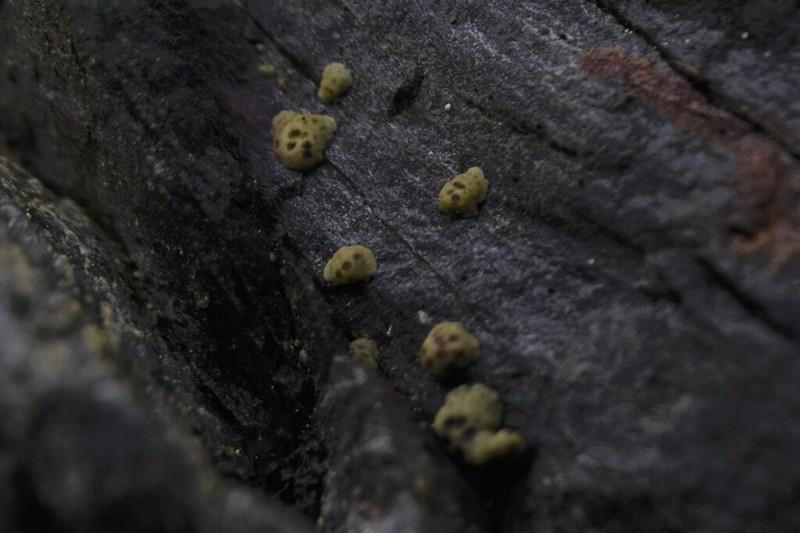 Cracked Lichen photo 8