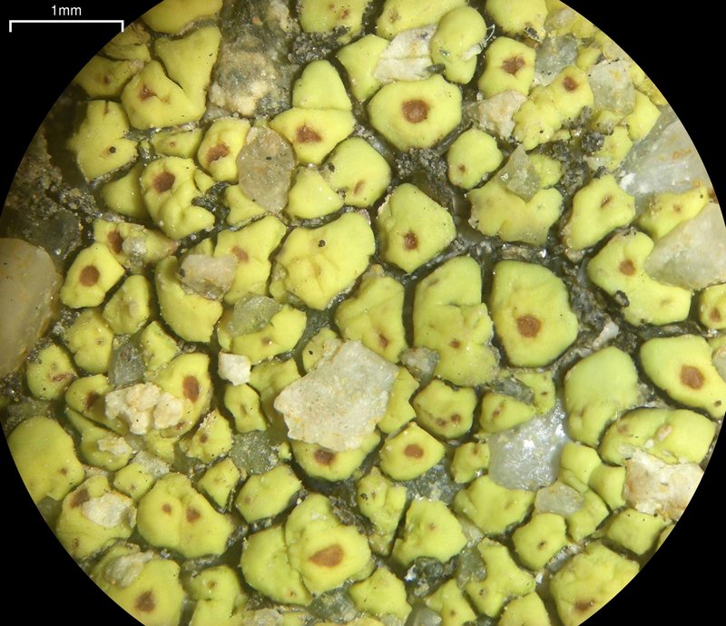 Cracked Lichen