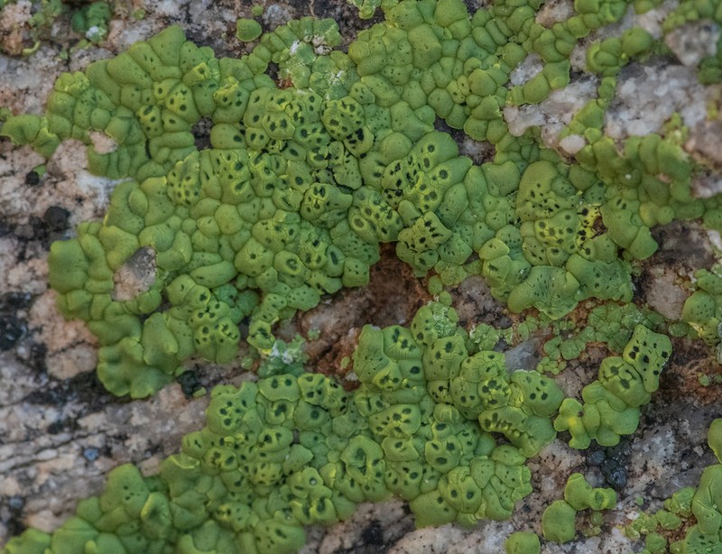 Cracked Lichen photo 5