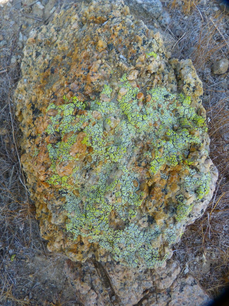 Cracked Lichen photo 7