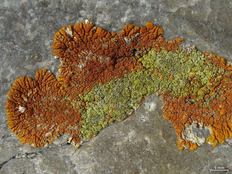Cracked Lichen photo 2